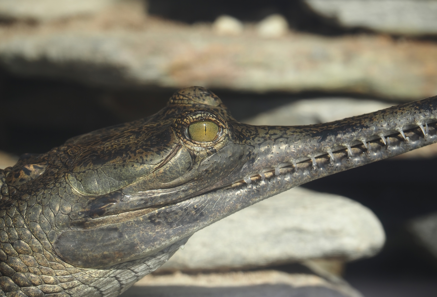 Gharial (Gavialis gangeticus), 2024-09-17