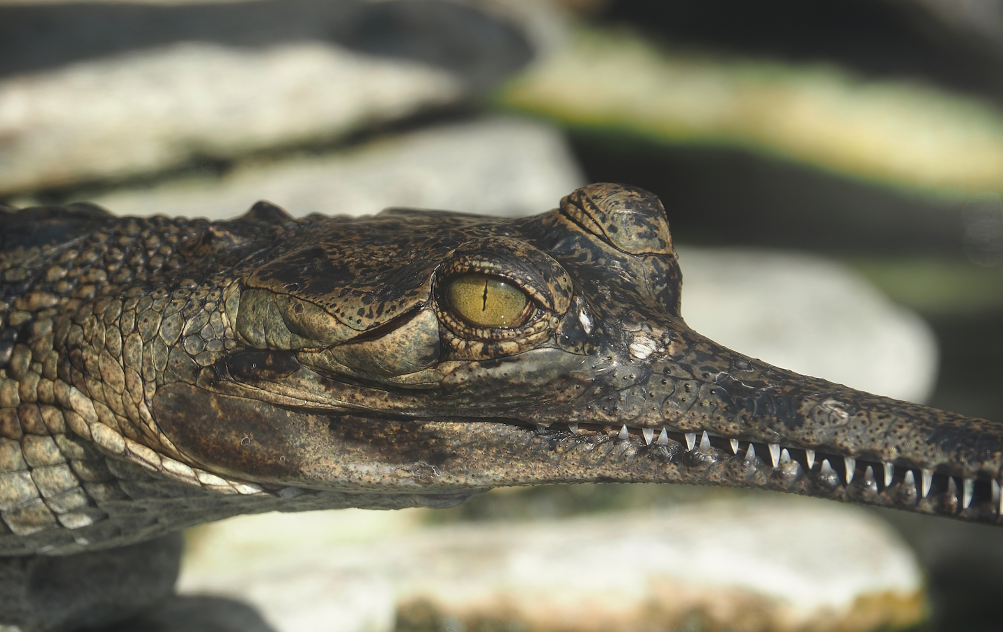 Gharial (Gavialis gangeticus), 2024-09-17