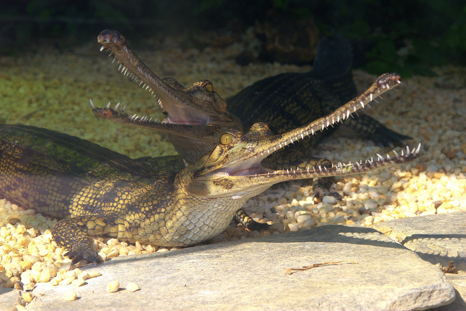 Gharial (Gavialis gangeticus), 25-04-25