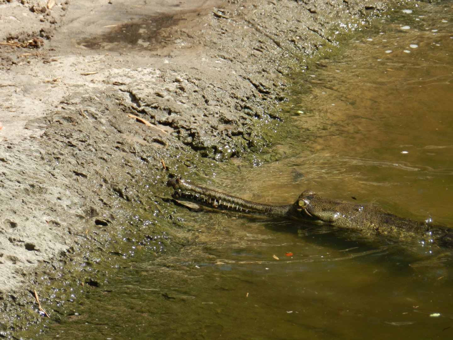 Gharial (Gavialis gangeticus) at Zoo Tampa at Lowry Park, USA