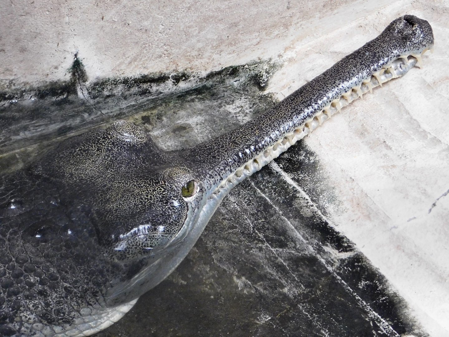 Gharial (Gavialis gangeticus) August 30, 2025