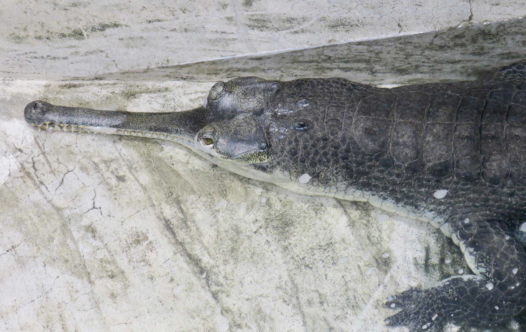 Gharial (Gavialis gangeticus) female