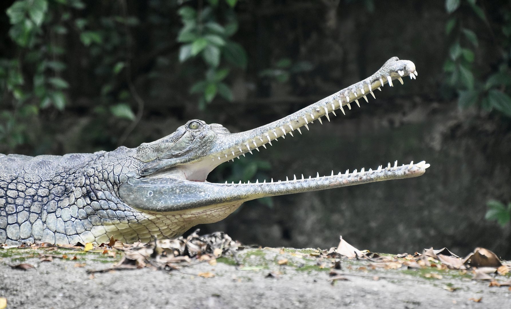 Gharial (Gavialis gangeticus) female