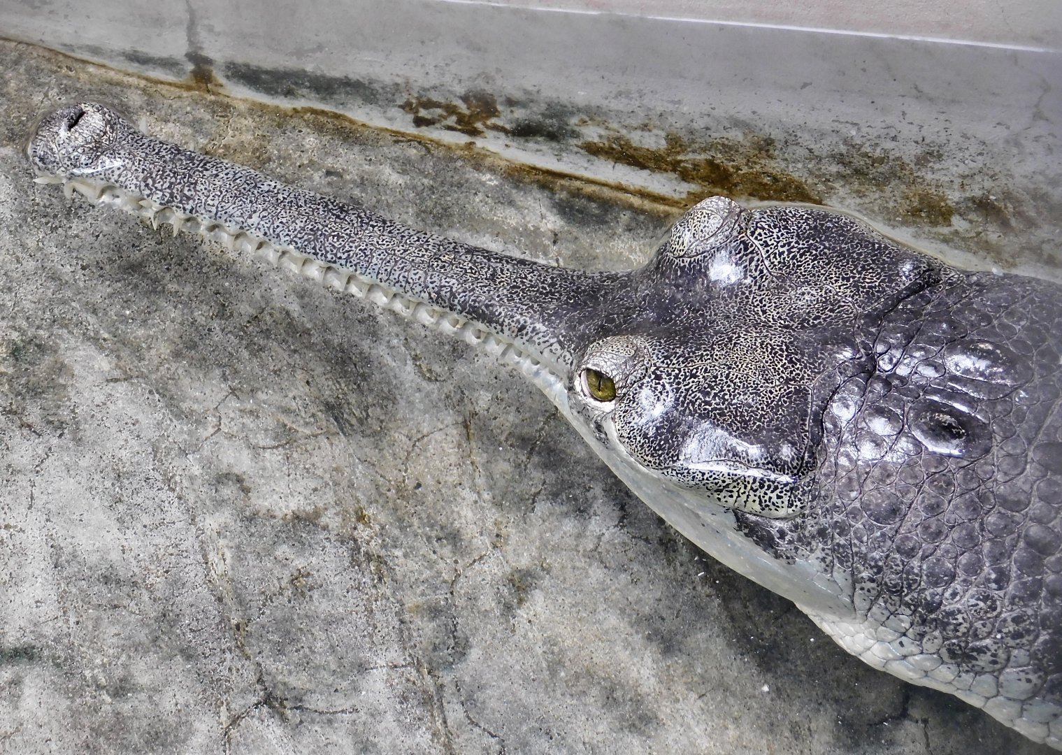 Gharial (Gavialis gangeticus) June 21, 2025
