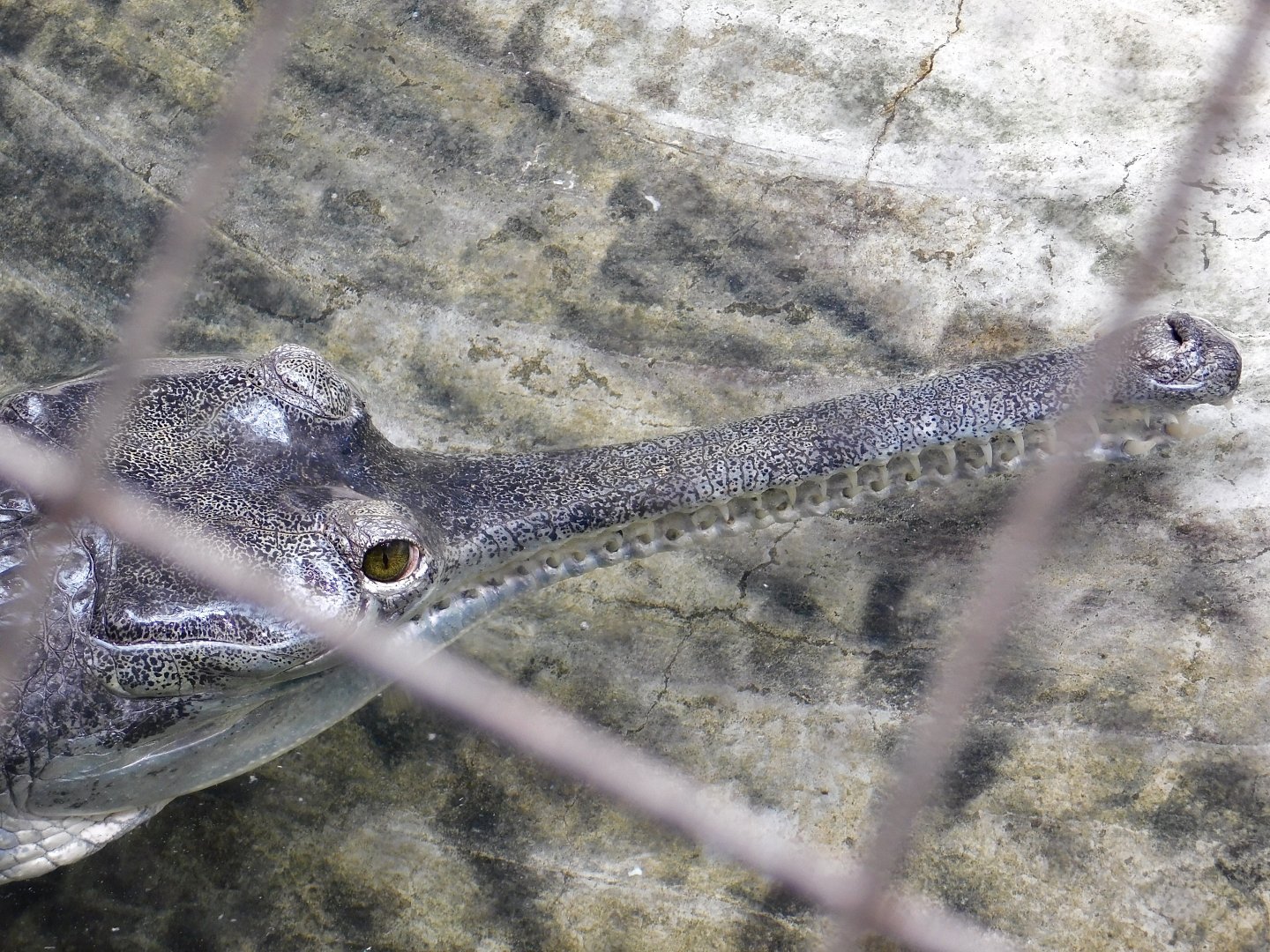 Gharial (Gavialis gangeticus) June 21, 2025