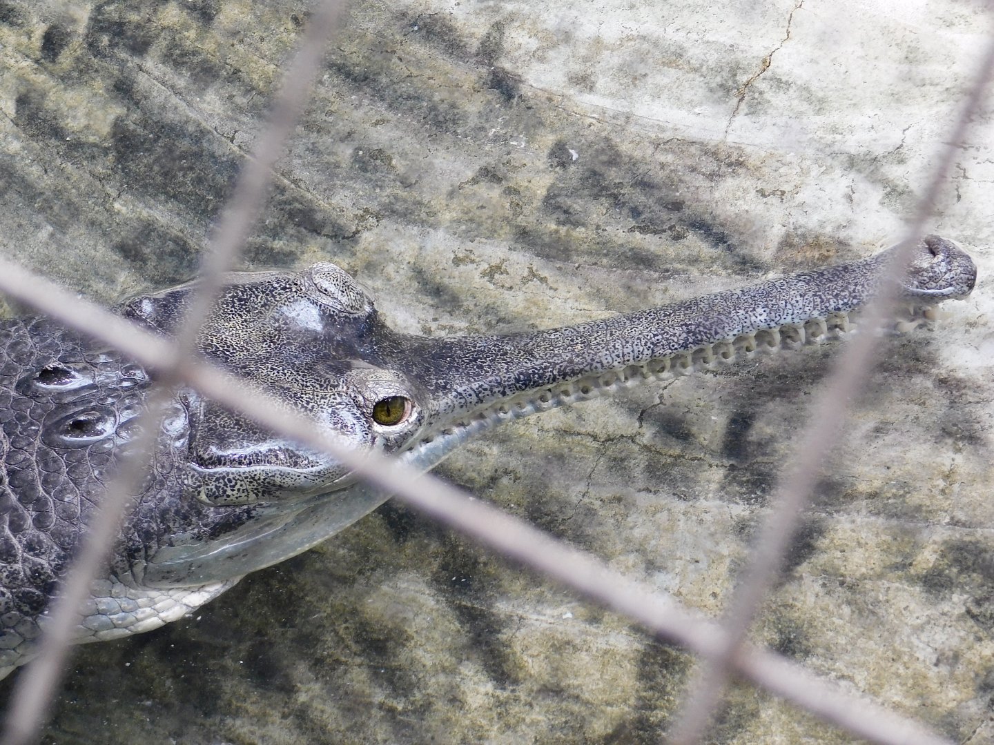 Gharial (Gavialis gangeticus) June 21, 2025