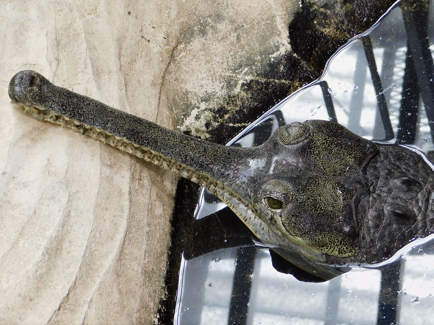 Gharial (Gavialis gangeticus) March 2, 2025