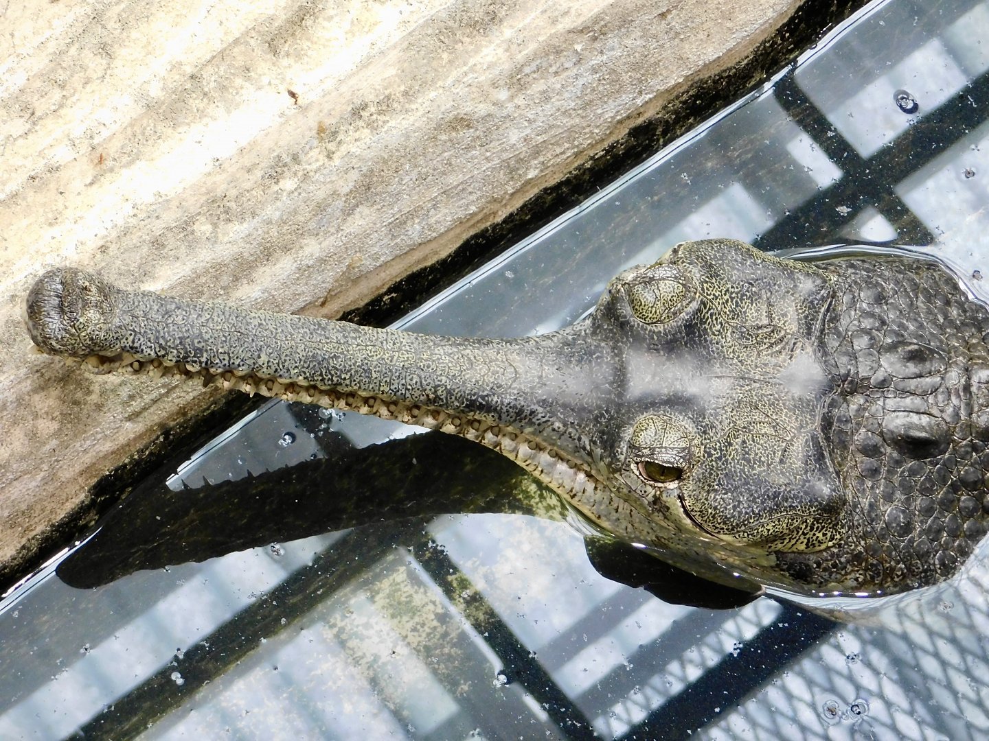 Gharial (Gavialis gangeticus) March 2, 2025