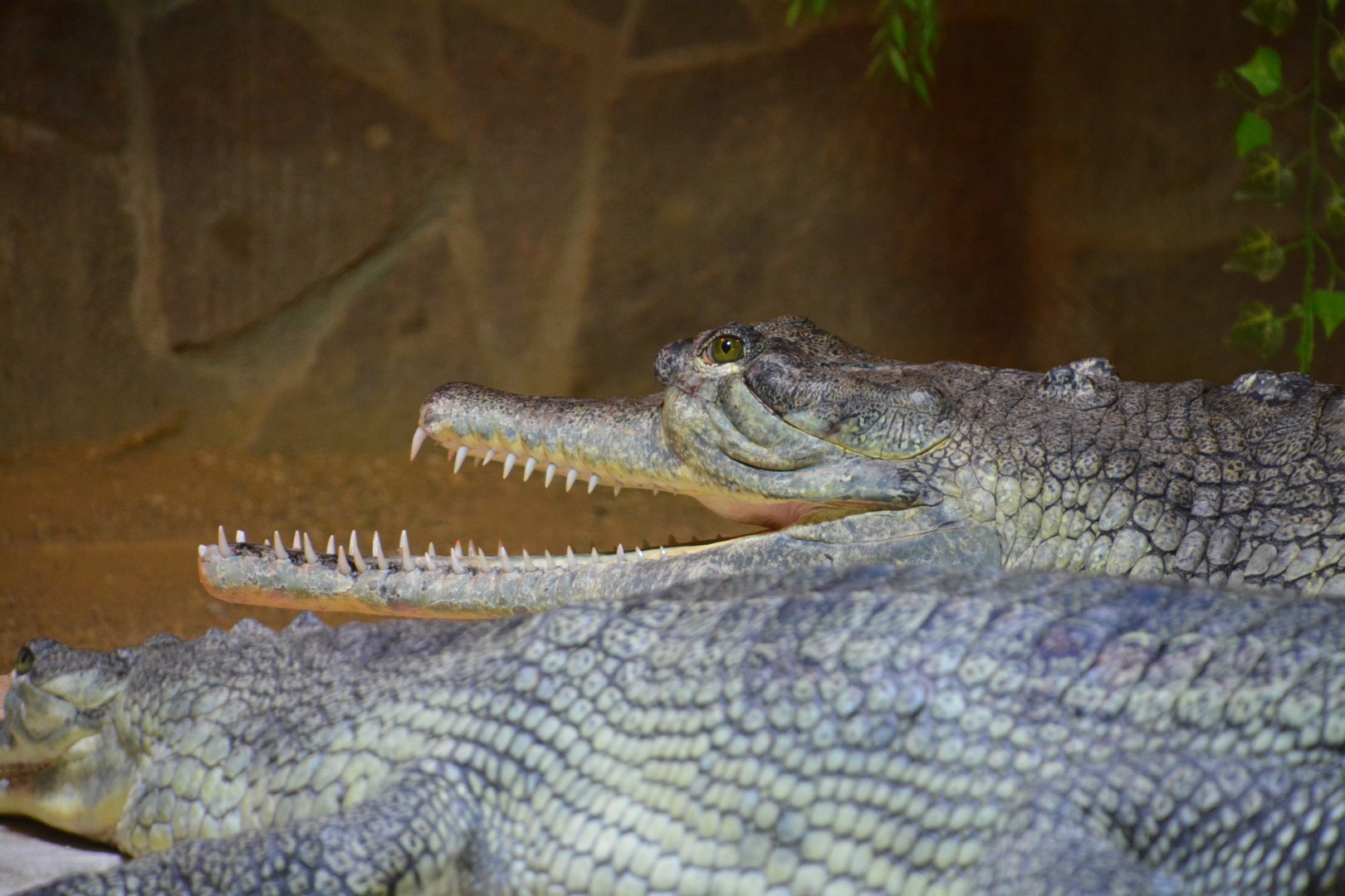 Gharial (Gavialis gangeticus) - the only breeding male in Europe