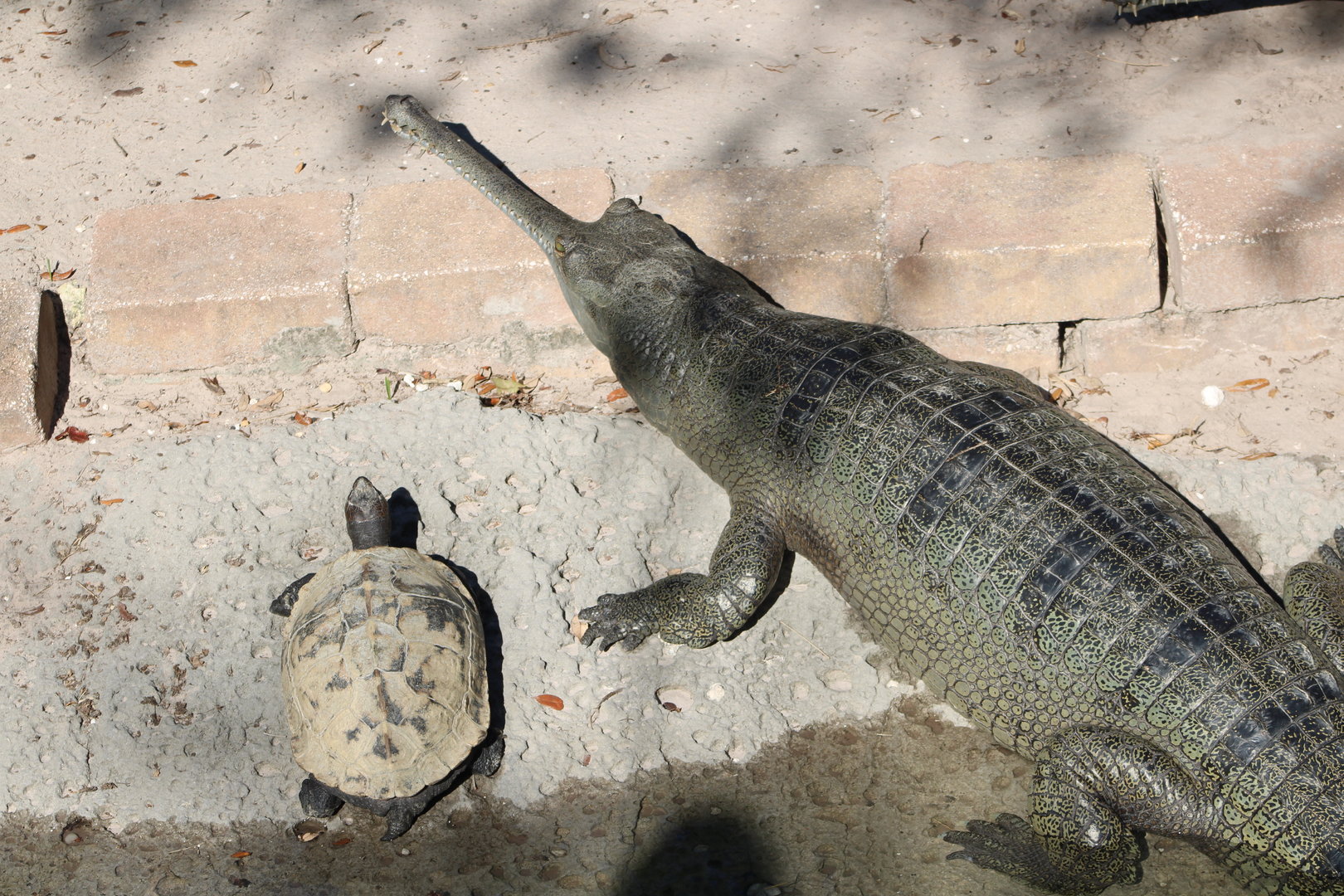 Gharial (Gavialis gangeticus) with Giant Asian Pond Turtle (Heosemys grandis)?