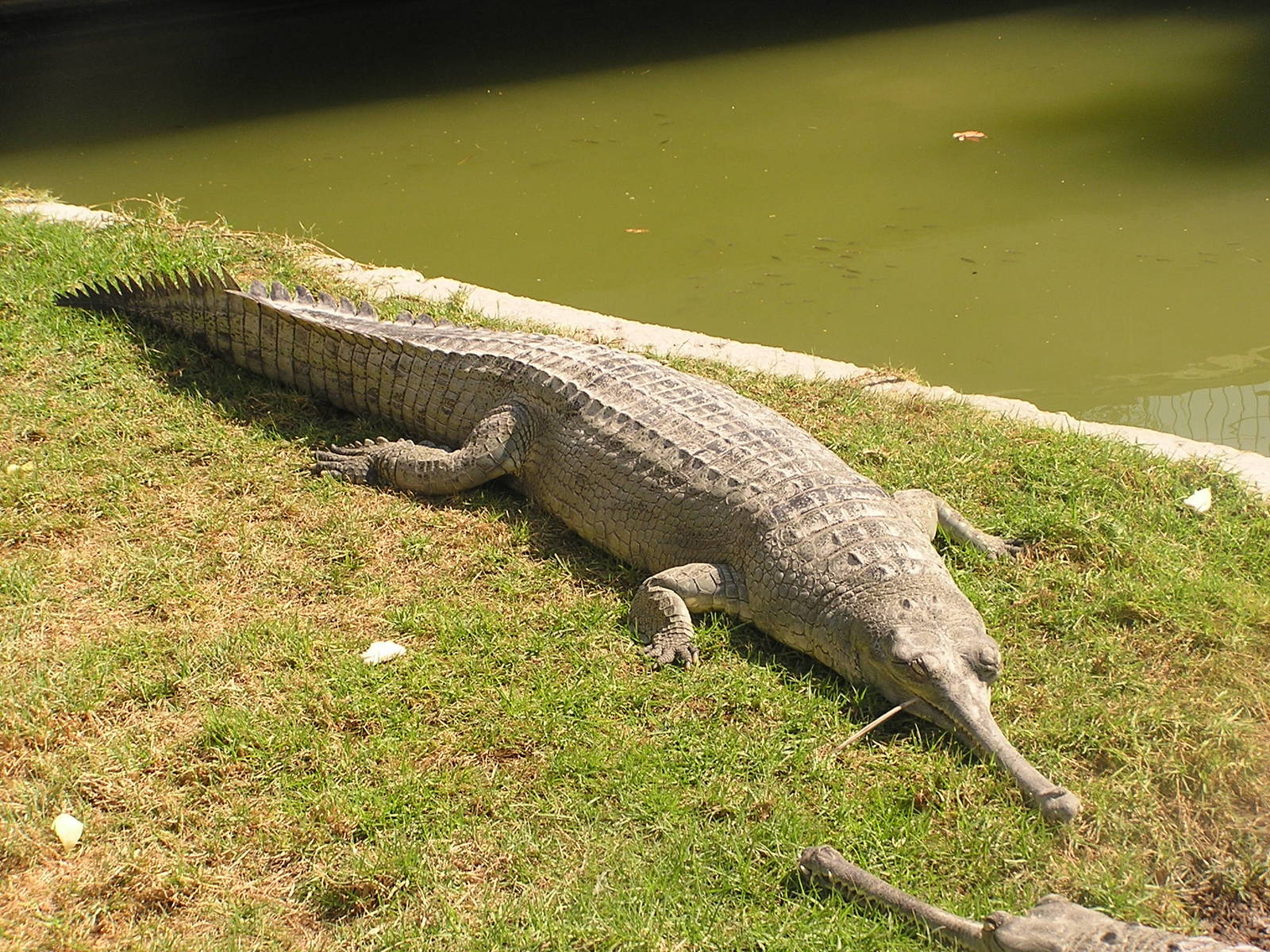 Gharial/ Gavialis gangeticus