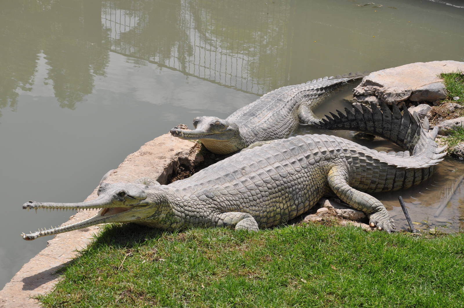 Gharial/ Gavialis gangeticus