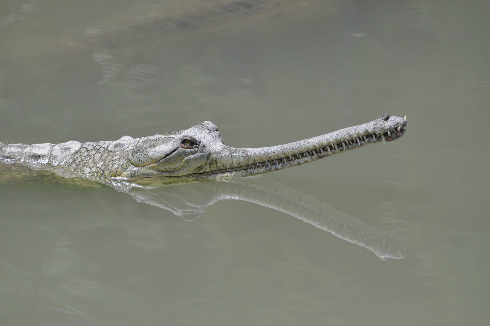 Gharial/ Gavialis gangeticus