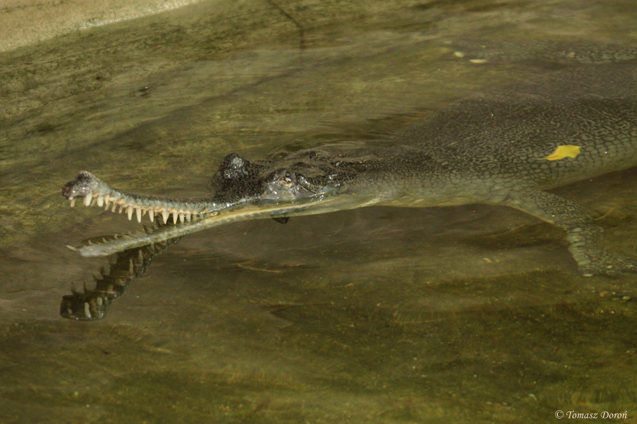 Gharial (Gavialis gangeticus)