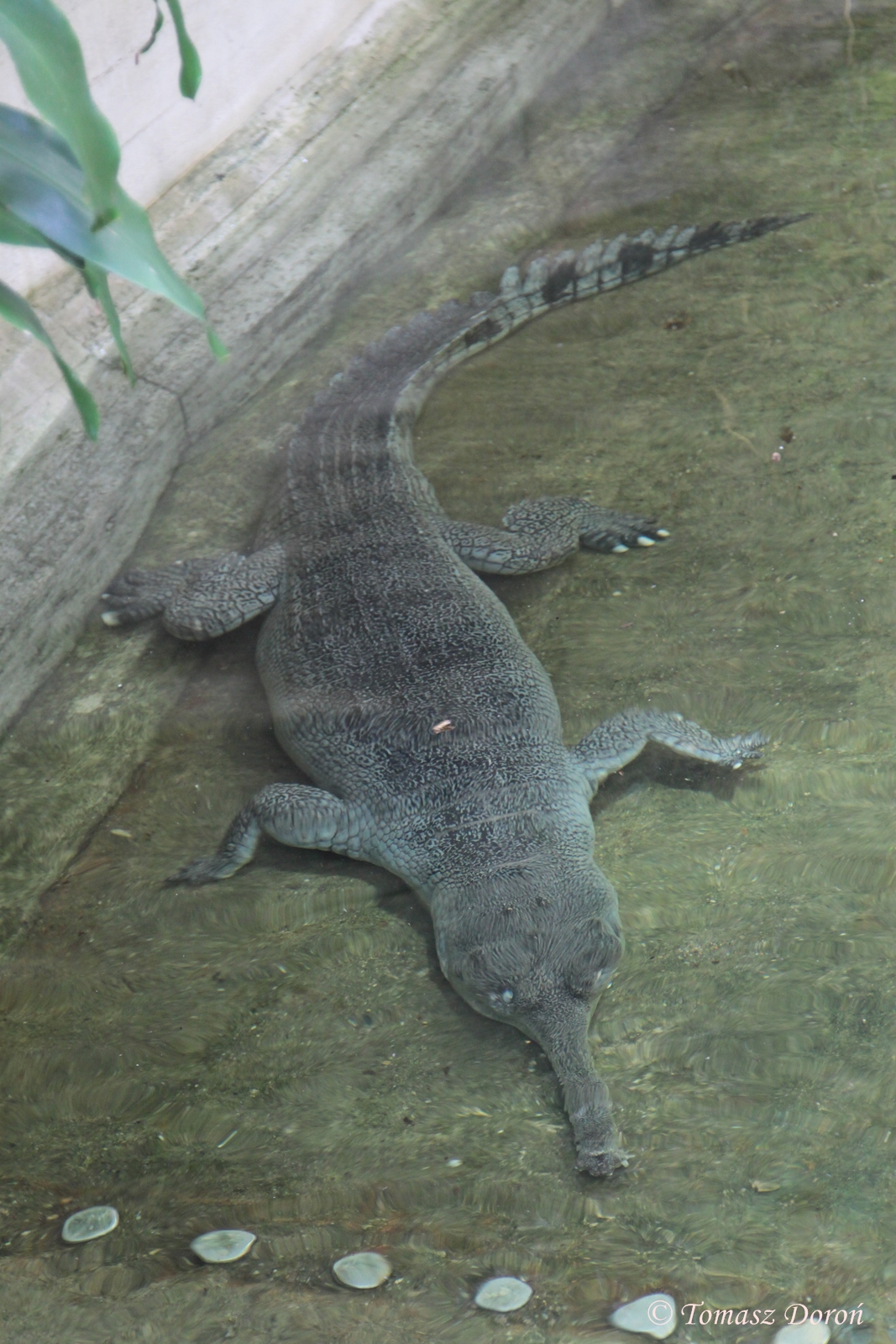 Gharial (Gavialis gangeticus)