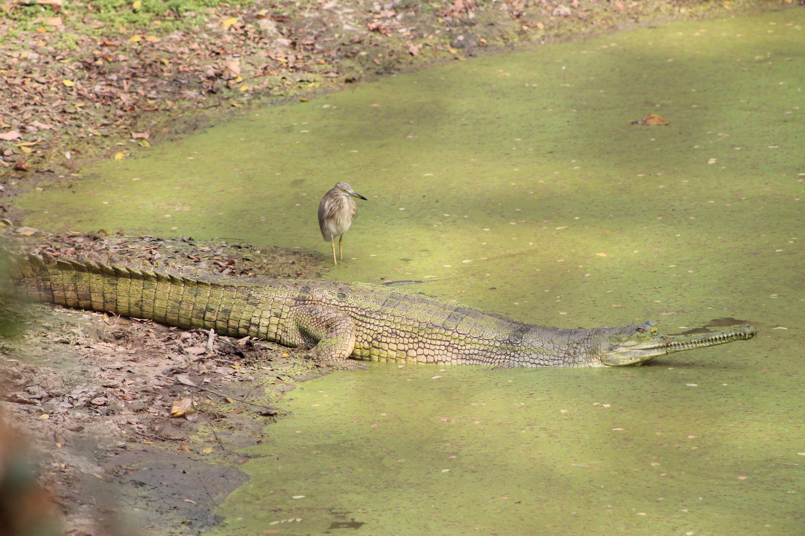 Gharial (Gavialis gangeticus)