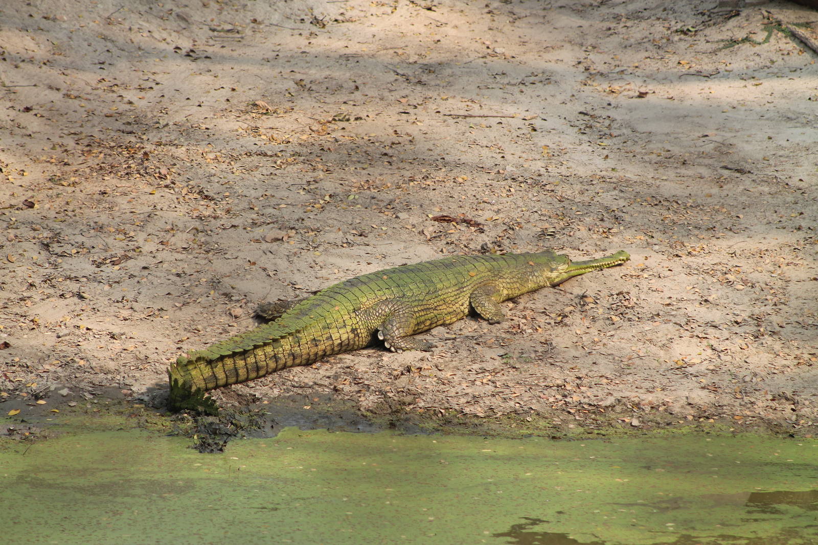 Gharial (Gavialis gangeticus)
