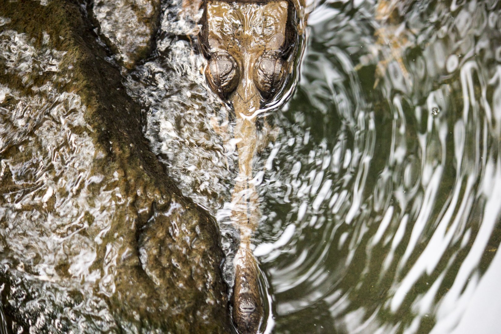Gharial, Gavialis gangeticus