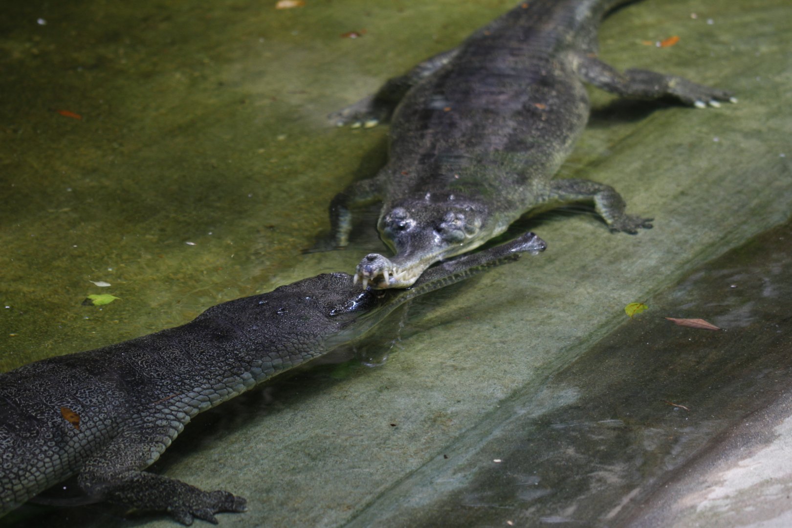 Gharial (Gavialis gangeticus)