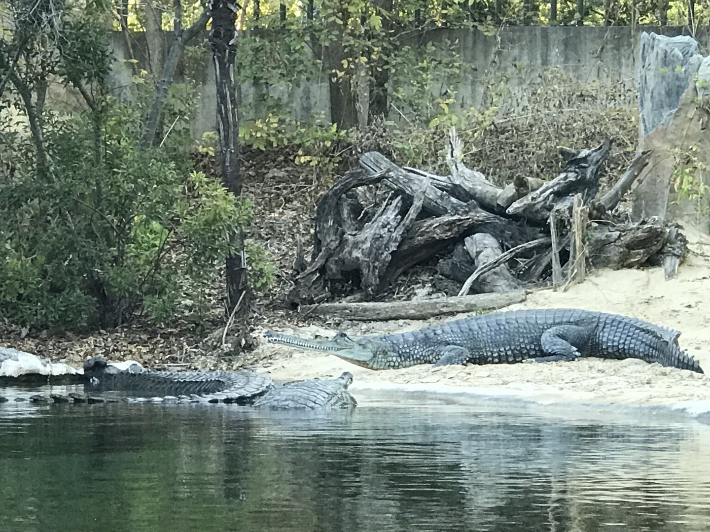 Gharial (Gavialis gangeticus)