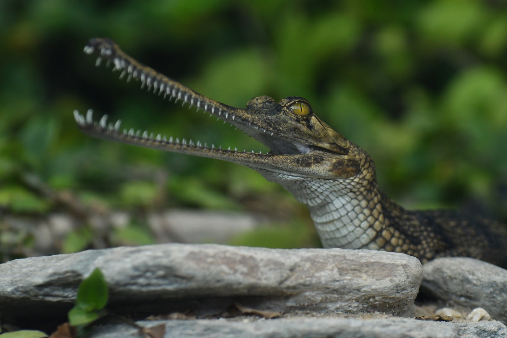 Gharial (Gavialis gangeticus)