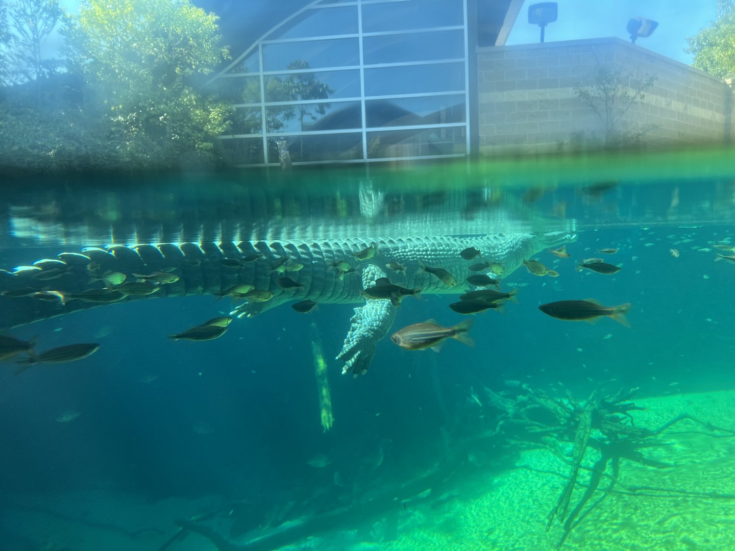 Gharial (Gavialis gangeticus)