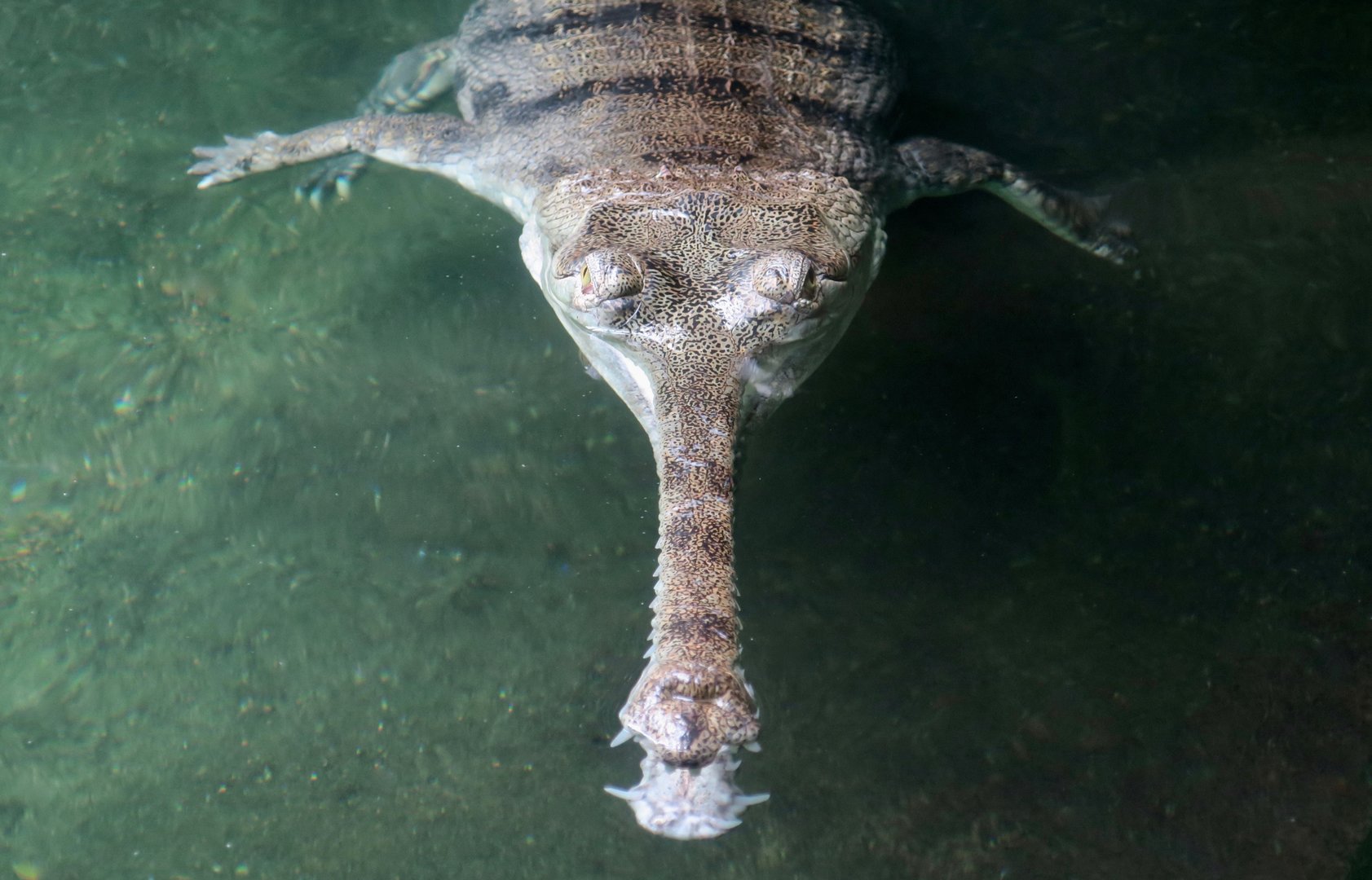 Gharial (Gavialis gangeticus)