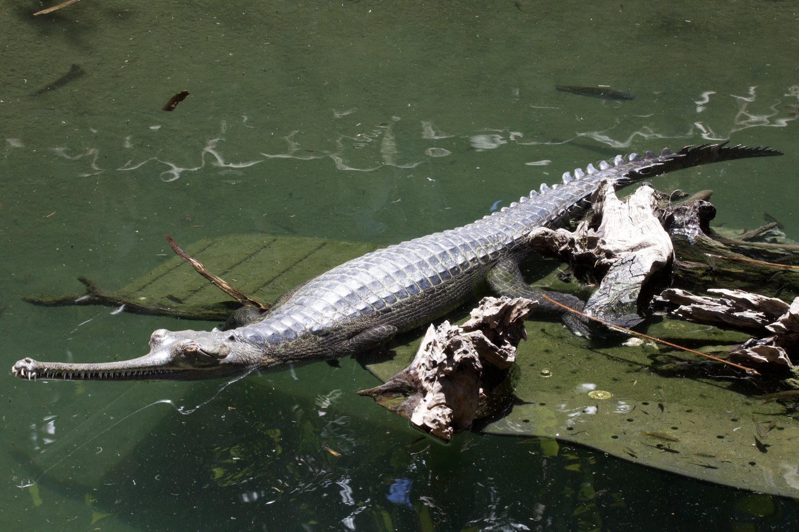Gharial/ Gavialis gangeticus