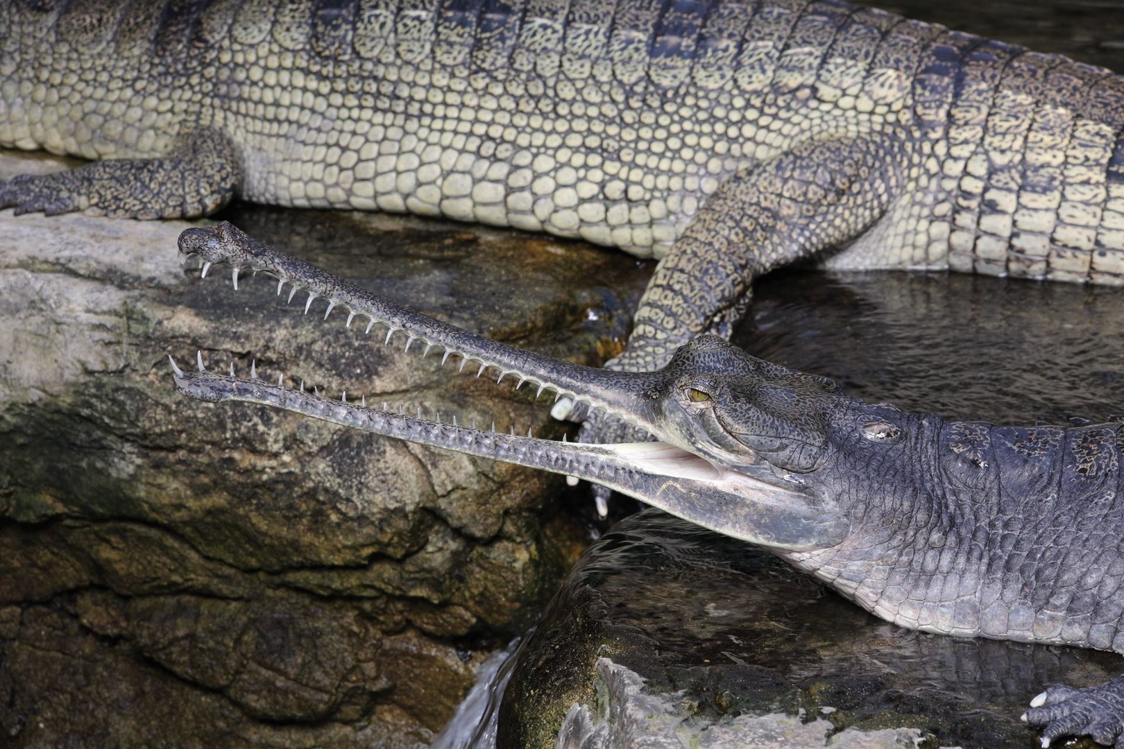 Gharial/ Gavialis gangeticus