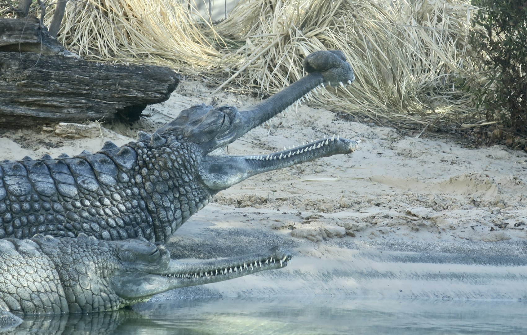 Gharial (Gavialis gangeticus)