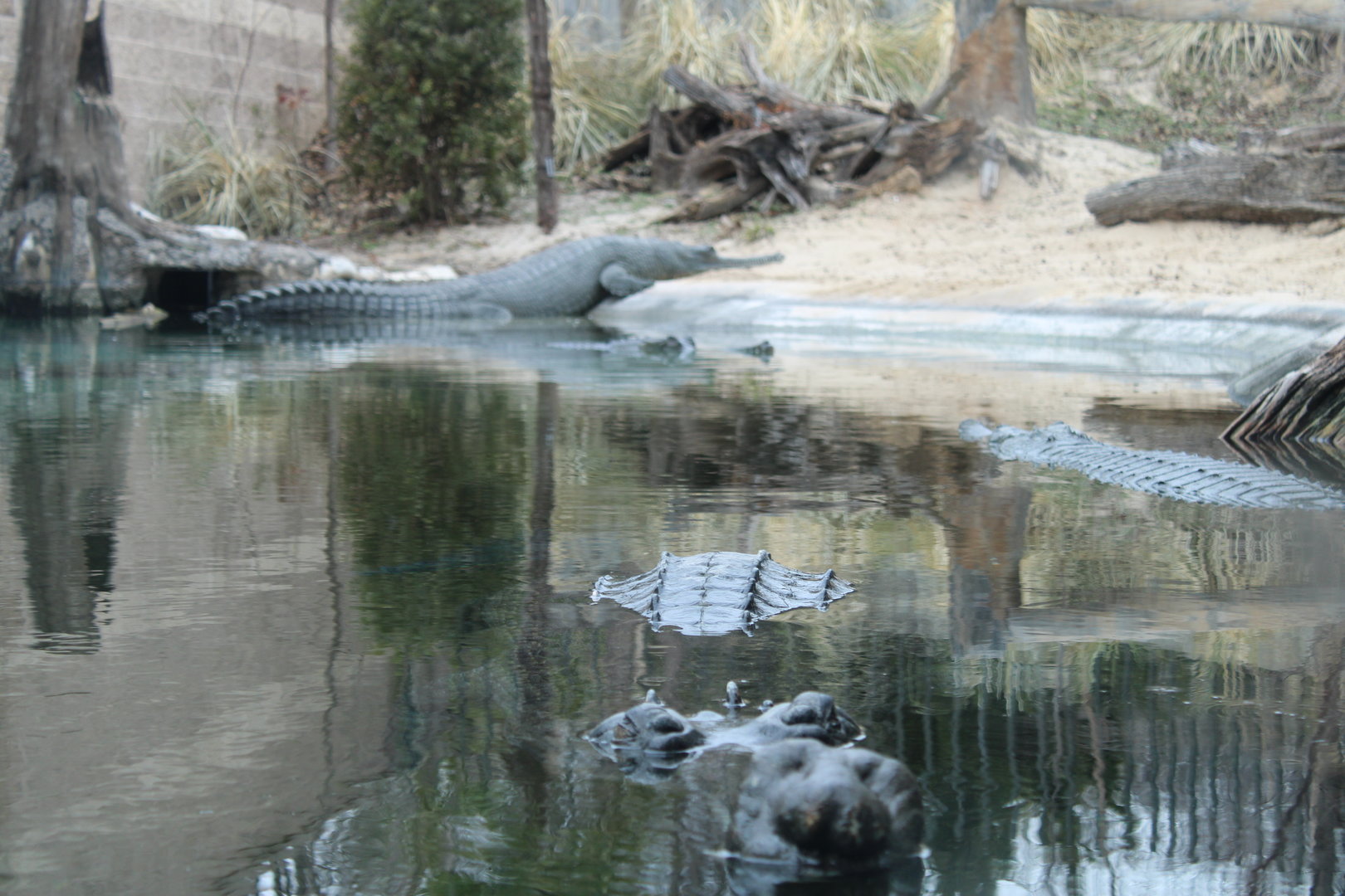 Gharial (Gavialis gangeticus)