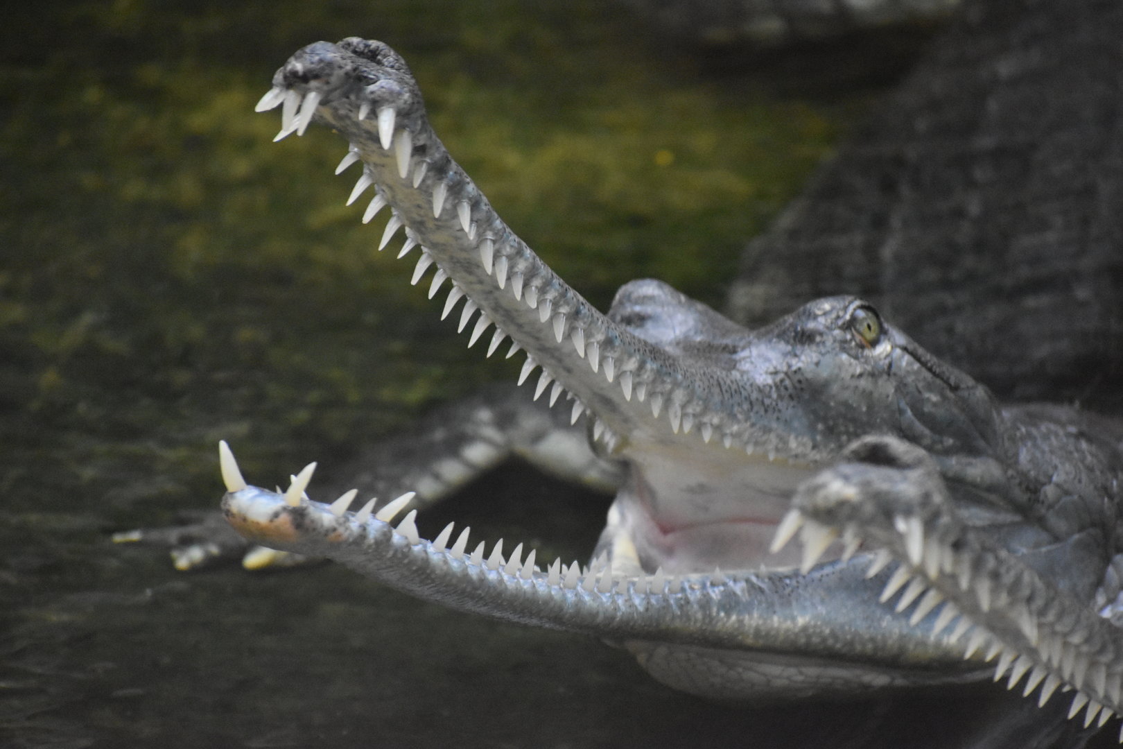 Gharial - Gavialis gangeticus