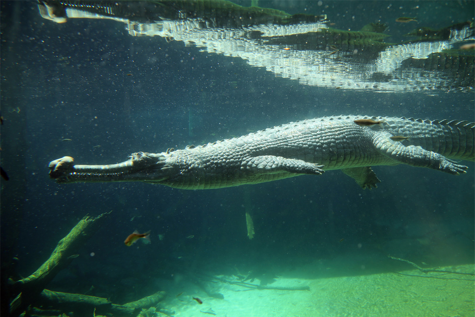 Gharial (Gavialis gangeticus)