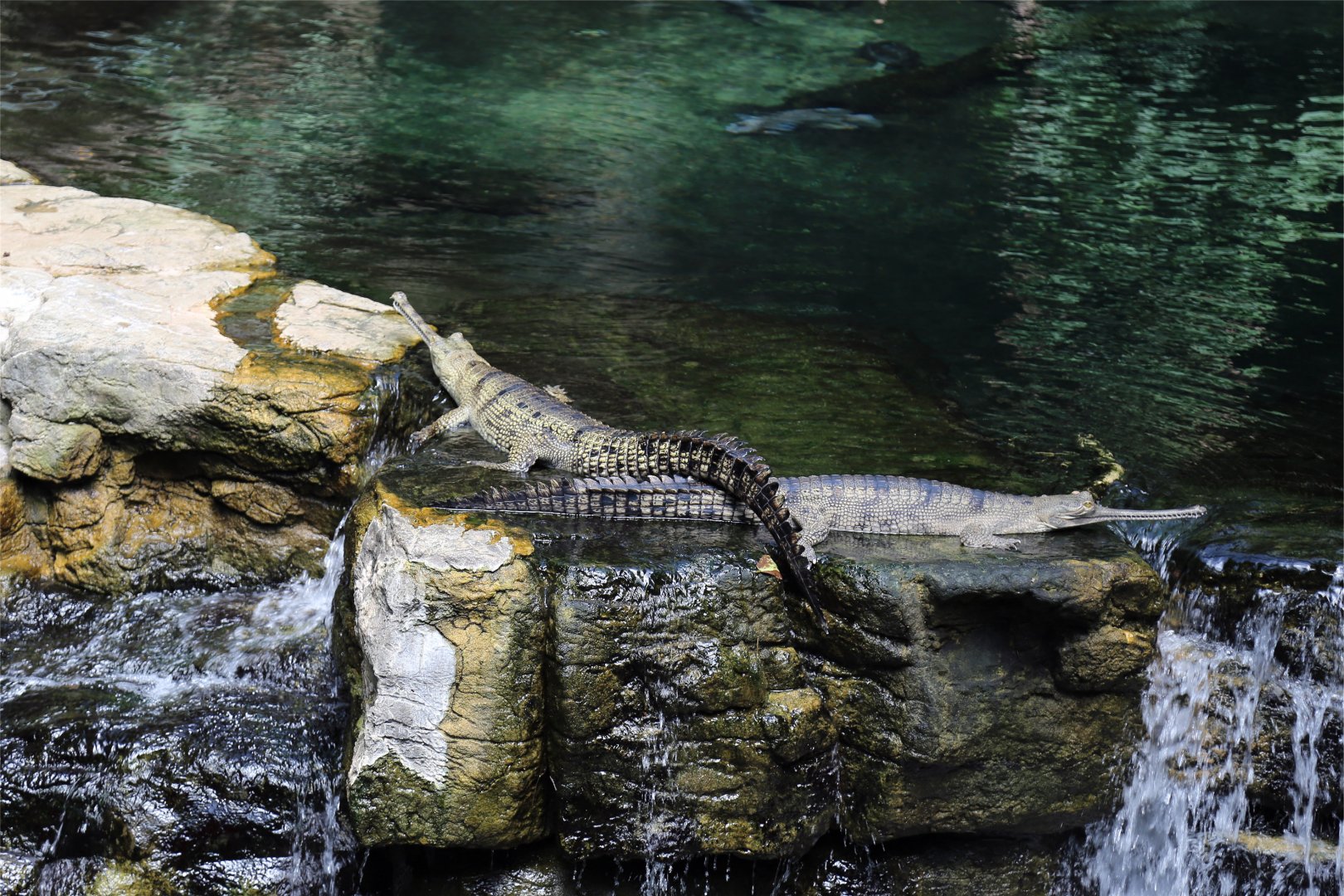 Gharial (Gavialis gangeticus)