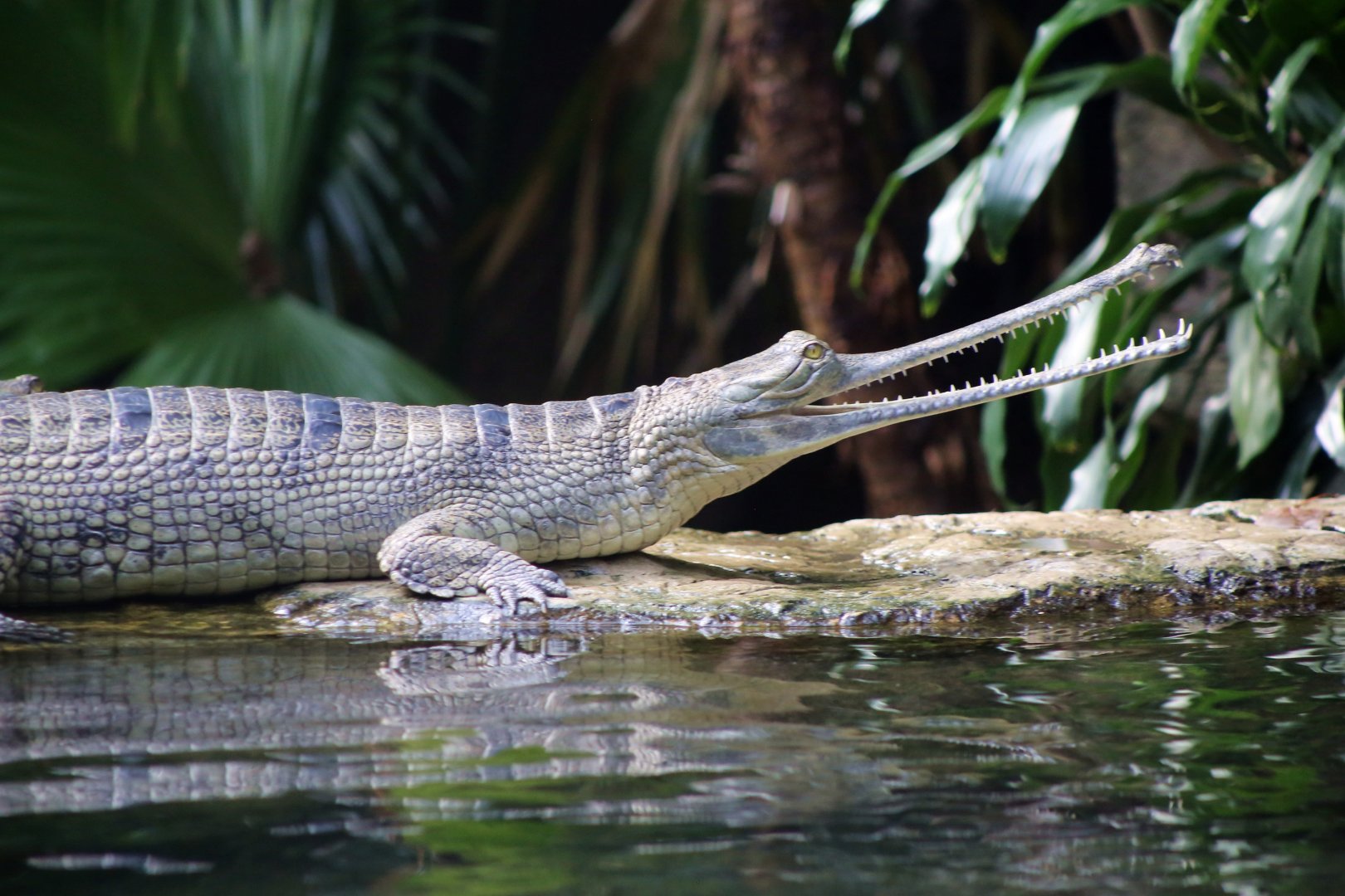 Gharial (Gavialis gangeticus)
