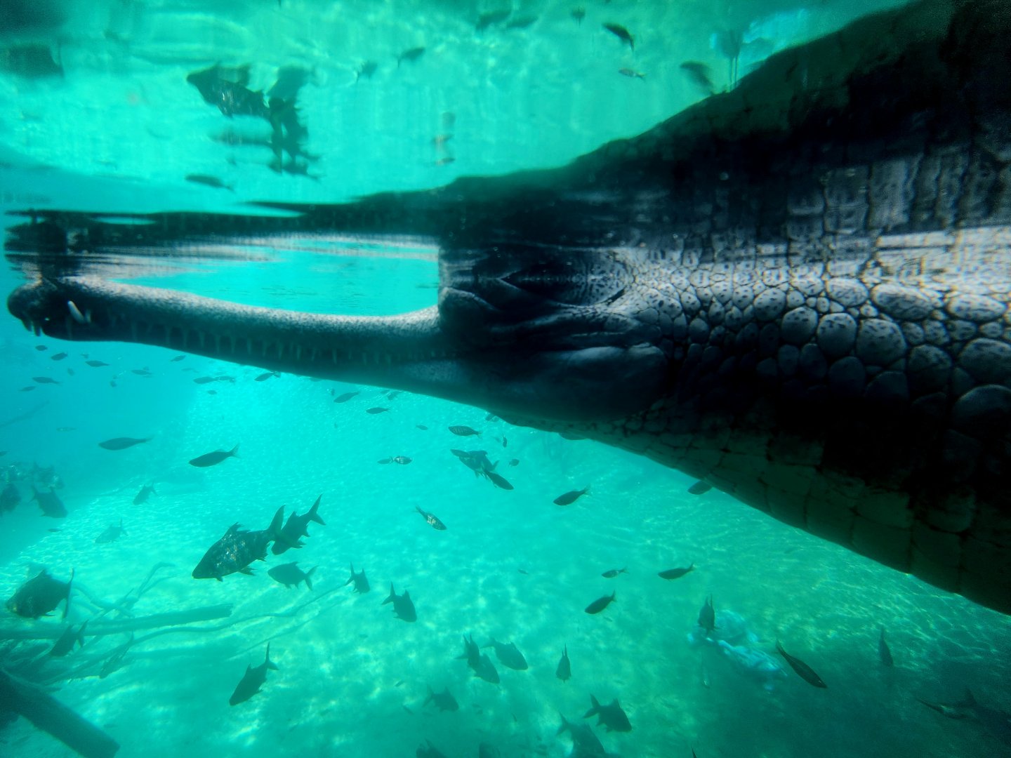 Gharial (Gavialis gangeticus)