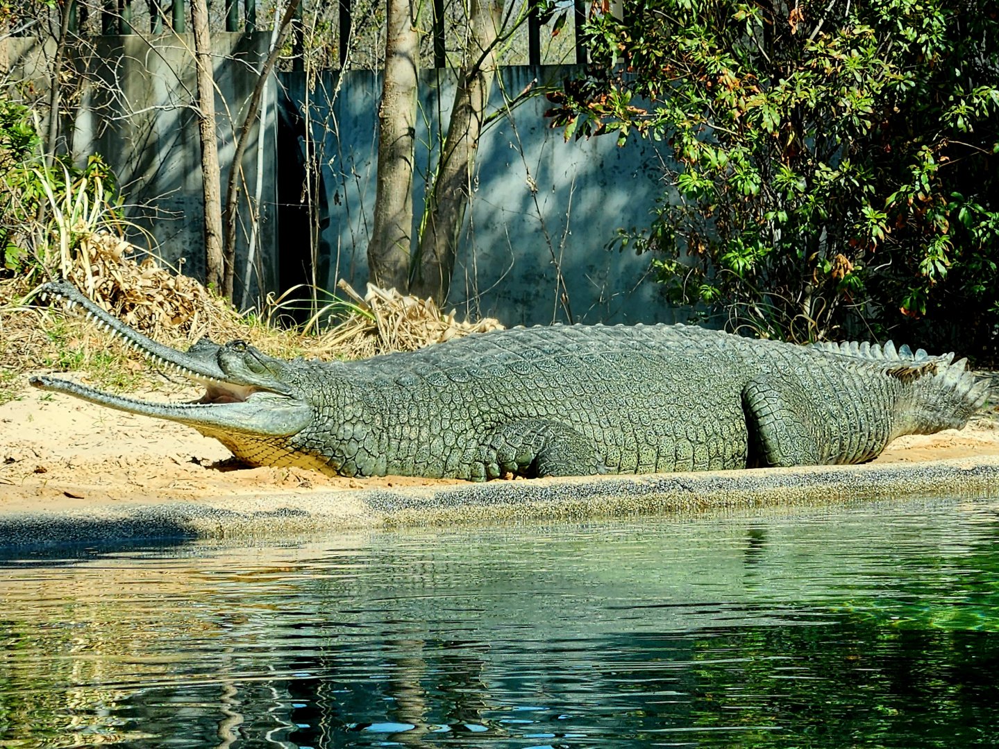 Gharial (Gavialis gangeticus)