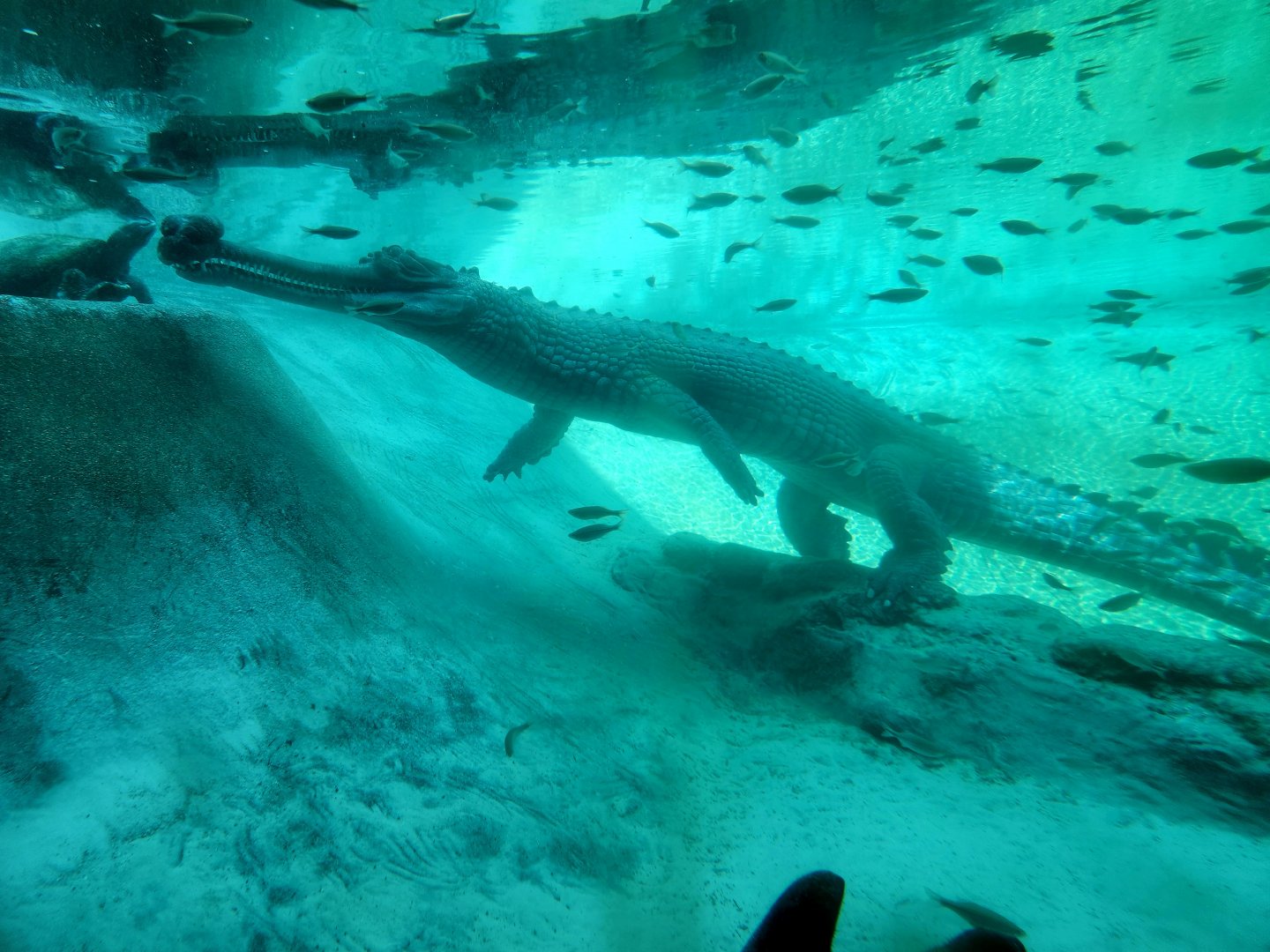 Gharial (Gavialis gangeticus)