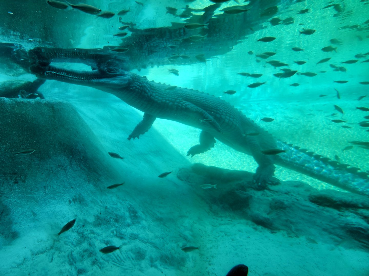 Gharial (Gavialis gangeticus)