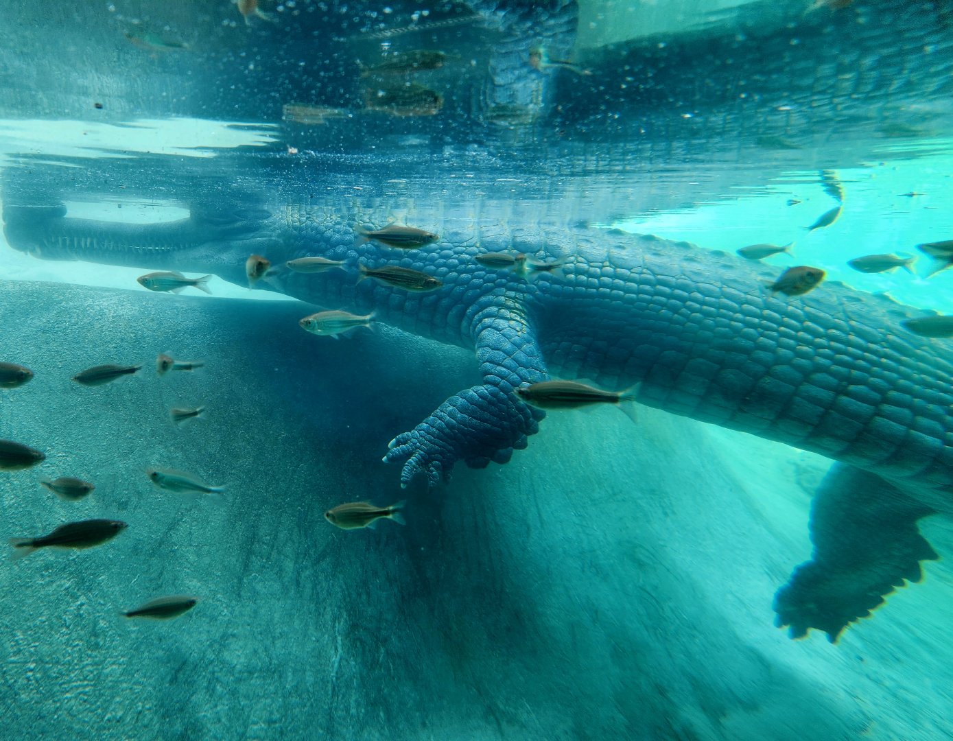Gharial (Gavialis gangeticus)