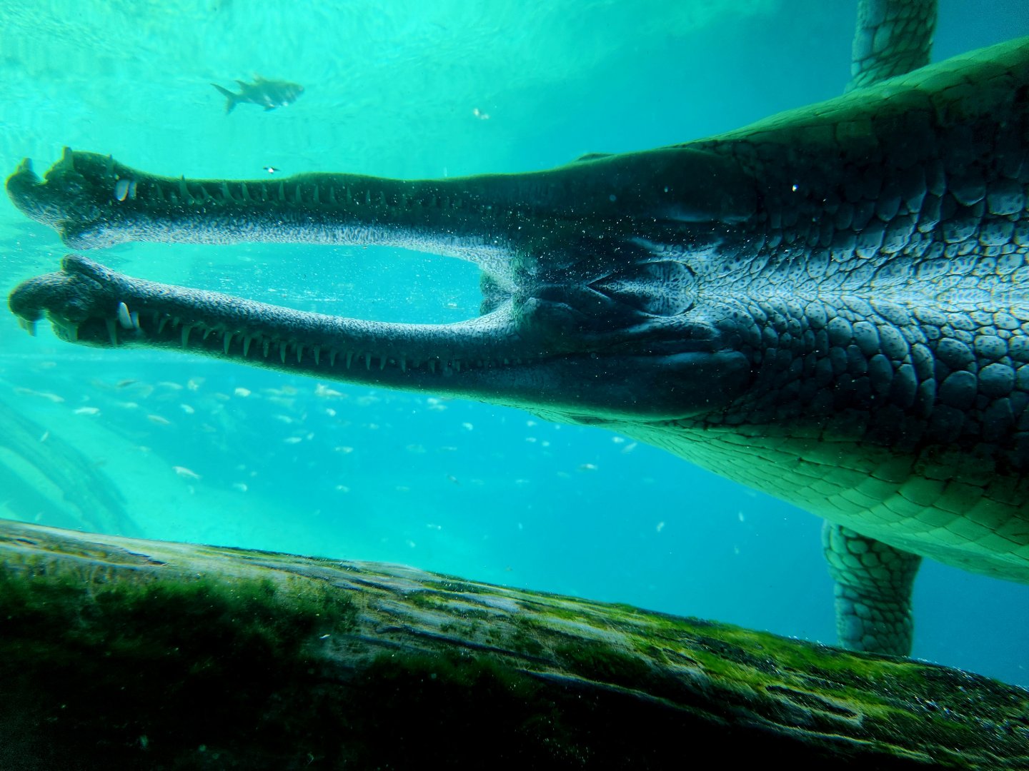 Gharial (Gavialis gangeticus)