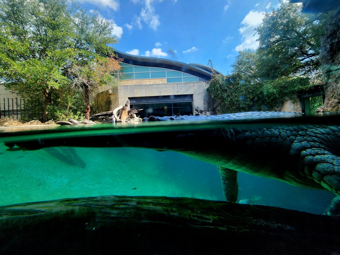 Gharial (Gavialis gangeticus)