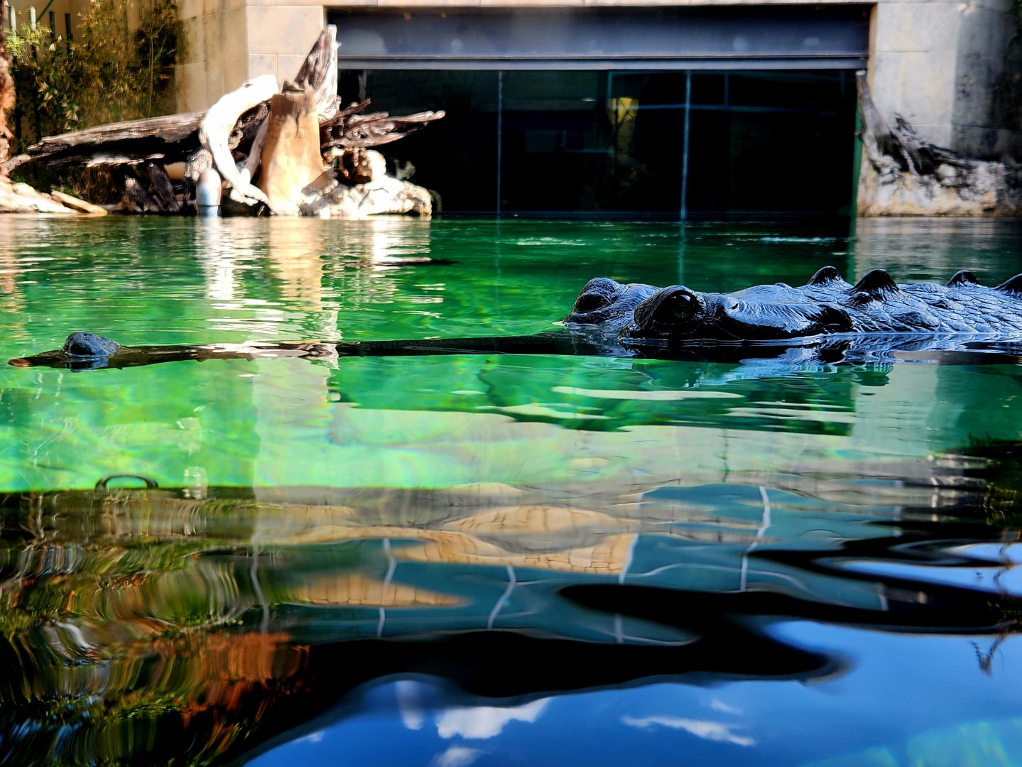 Gharial (Gavialis gangeticus)
