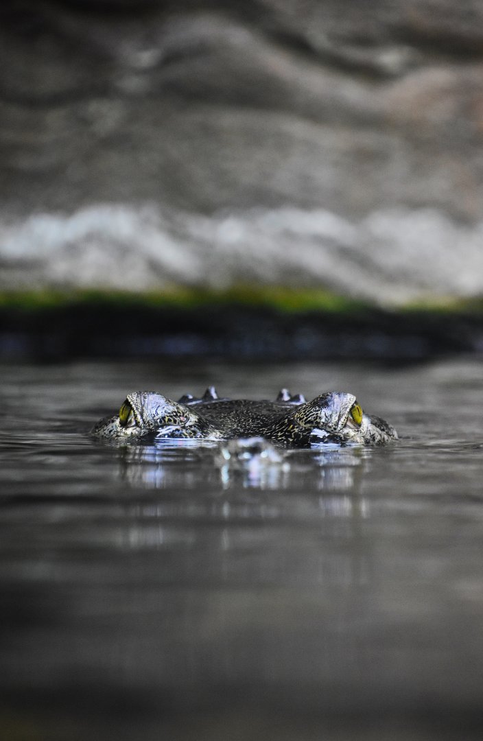Gharial, Gavialis gangeticus