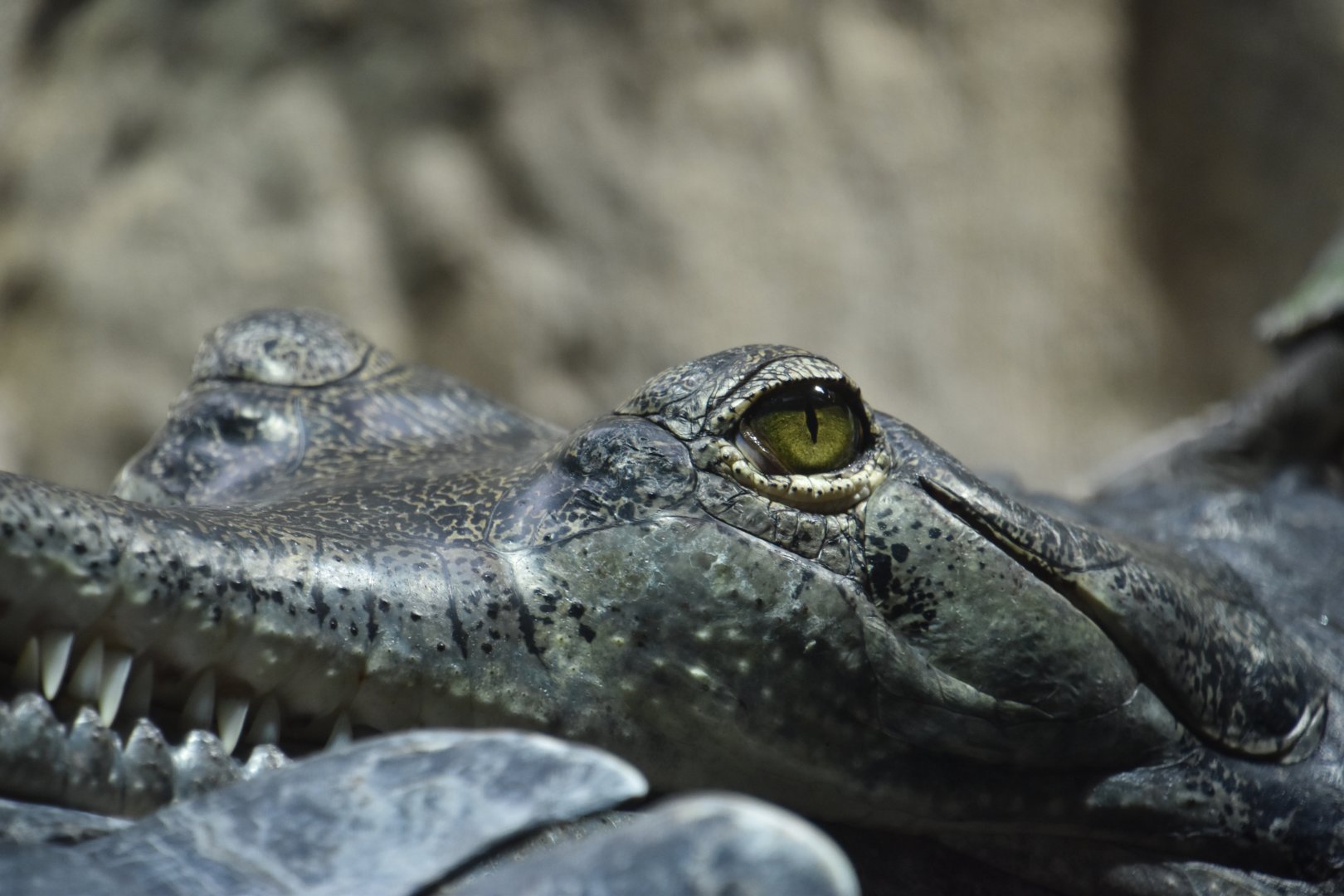 Gharial, Gavialis gangeticus