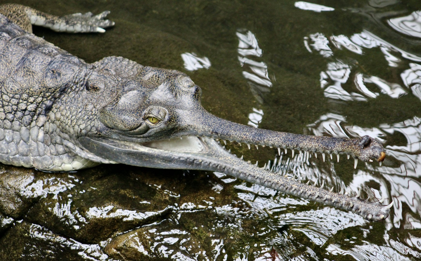 Gharial (Gavialis gangeticus)
