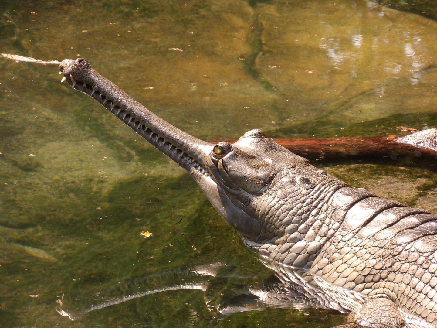 Gharial(Gavialis gangeticus)