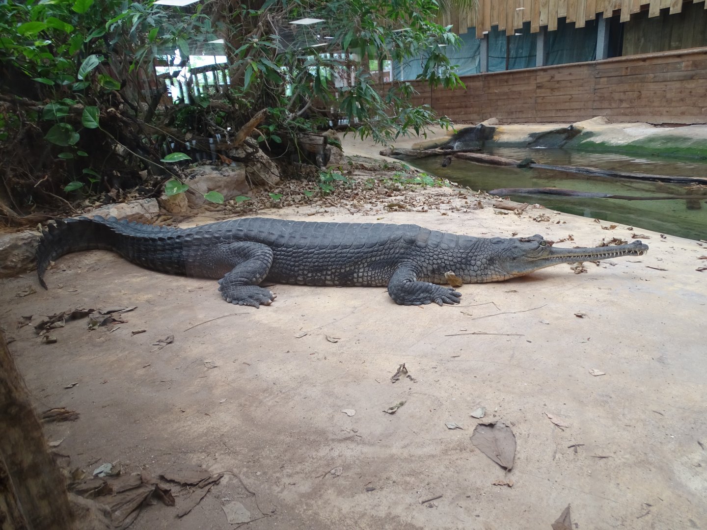 Gharial (Gavialis gangeticus)