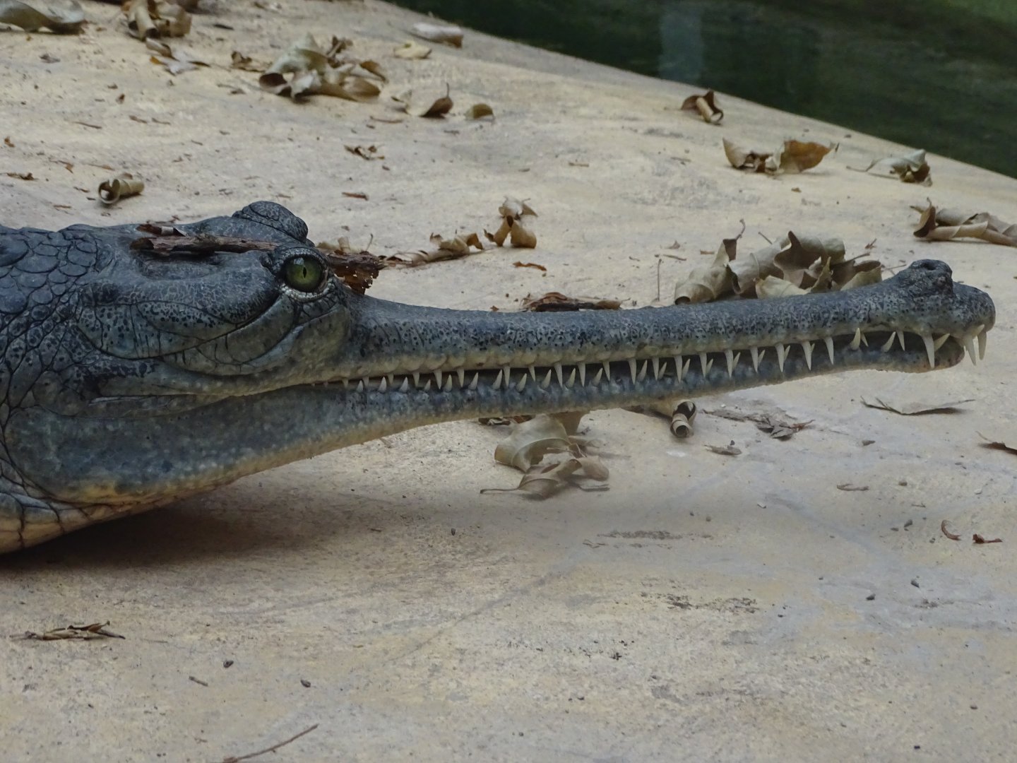Gharial (Gavialis gangeticus)