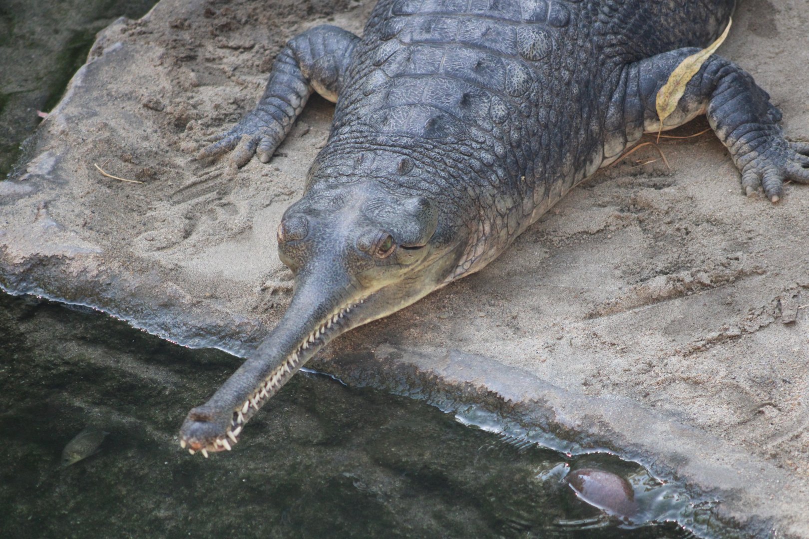 Gharial (Gavialis gangeticus)